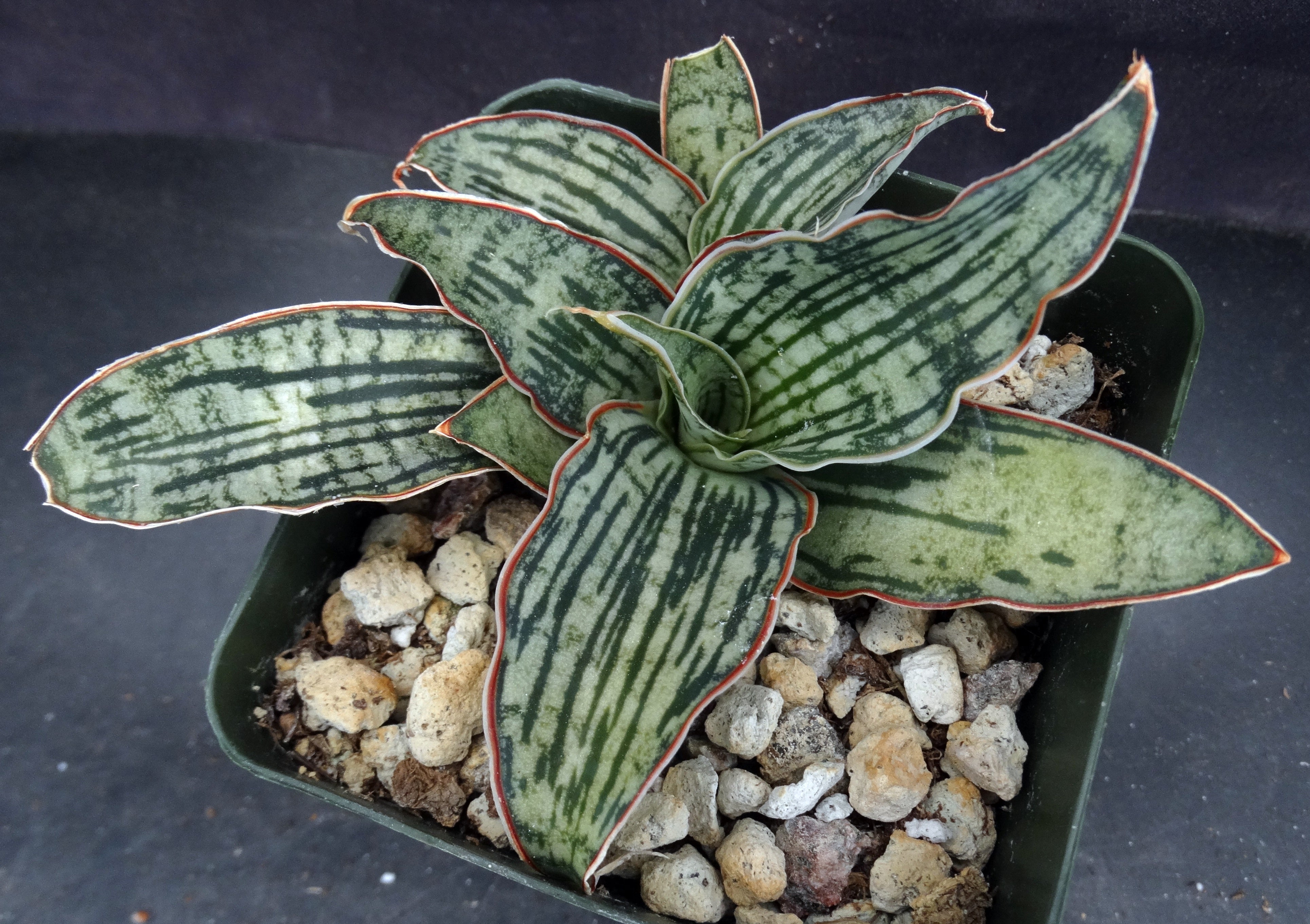 Sansevieria kirkii 'Cleopatra' (Dracaena) *Striped leaves