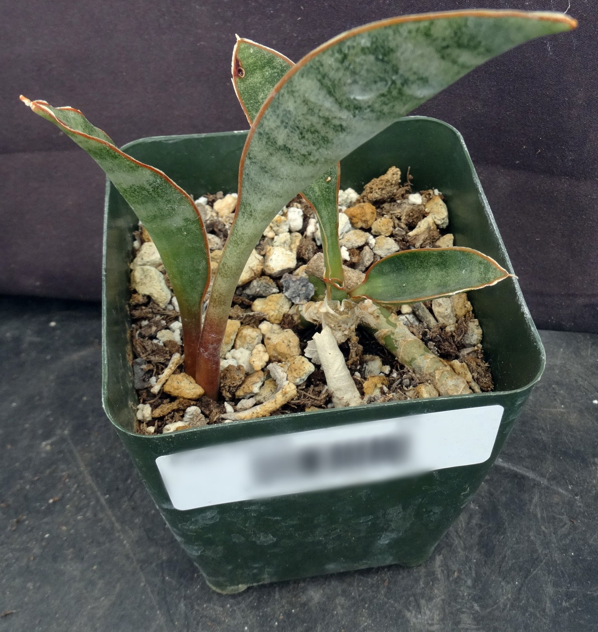 sansevieria concinna Sansevieria concinna 'Lake Sibaya' – Kyle's Plants