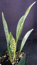 Load image into Gallery viewer, Sansevieria concinna
