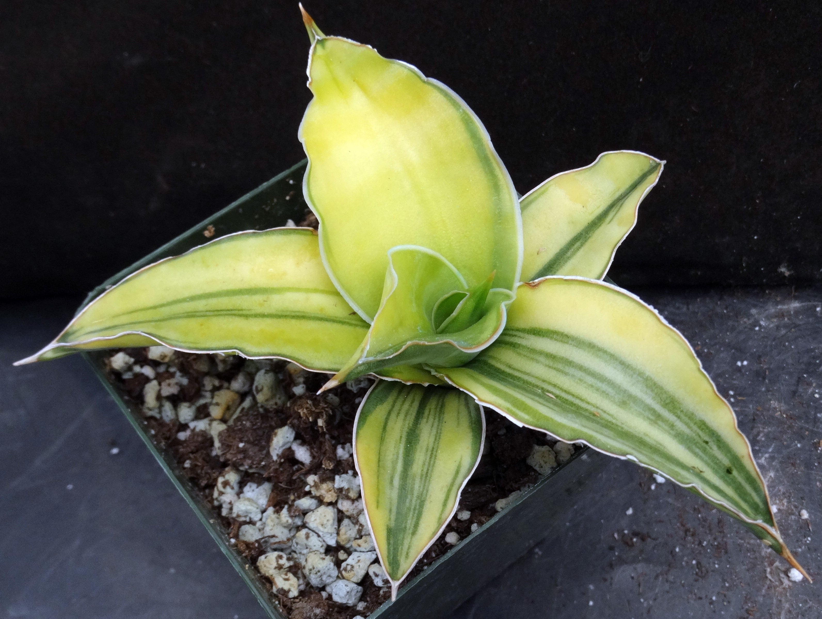 sansevieria kismayo Sansevieria Kismayo