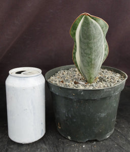 Sansevieria masoniana 'variegata' Variegated White (Dracaena)