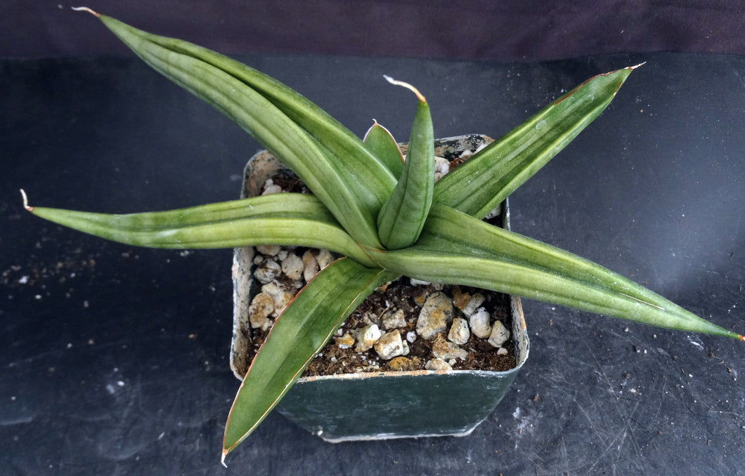 sansevieria or dracaena Sansevieria patens (Dracaena) – Kyle's Plants