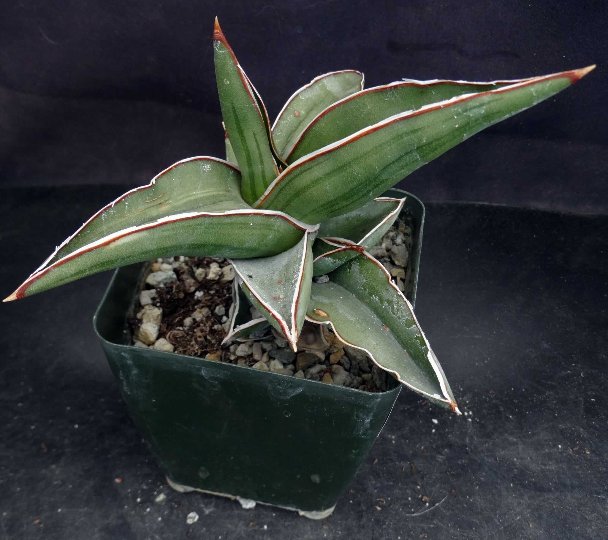 pinguicula snake plant Sansevieria pinguicula – Kyle's Plants