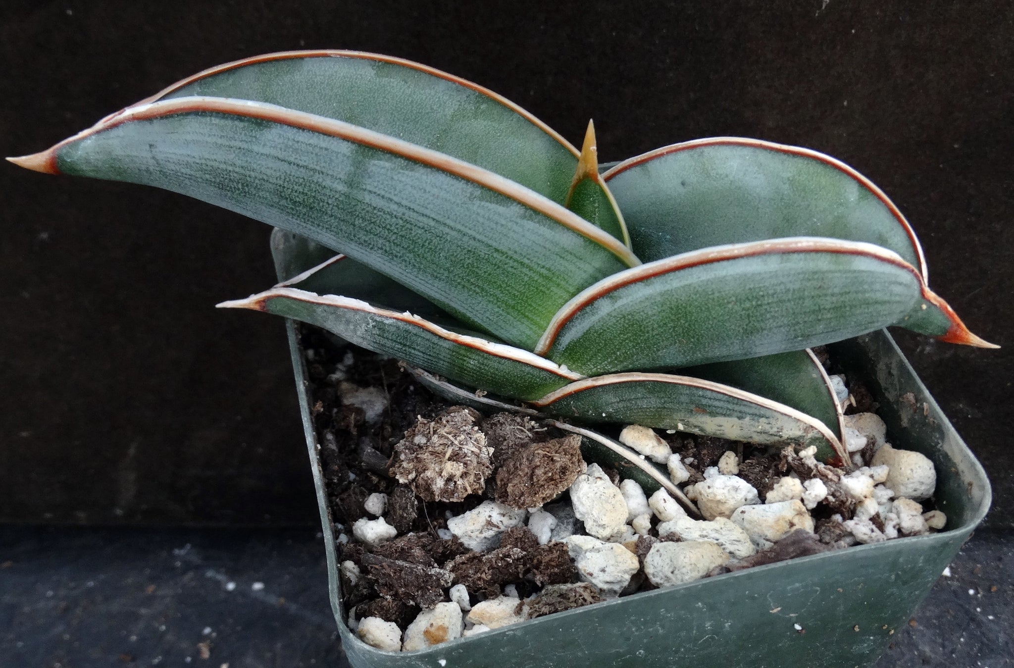 sansevieria rorida price Sansevieria rorida