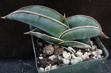 Load image into Gallery viewer, Sansevieria rorida

