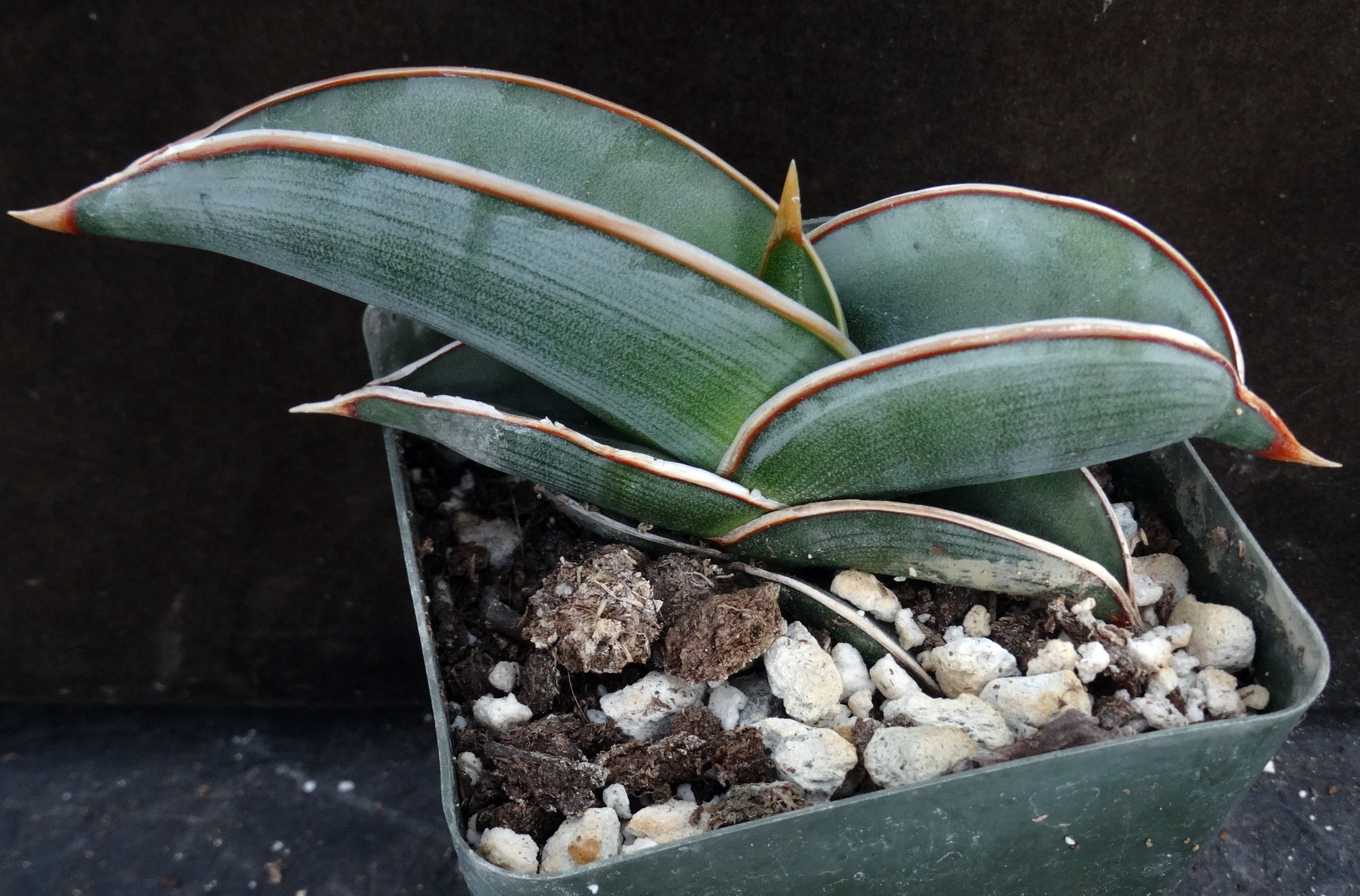 sansevieria rorida care Sansevieria rorida – Kyle's Plants