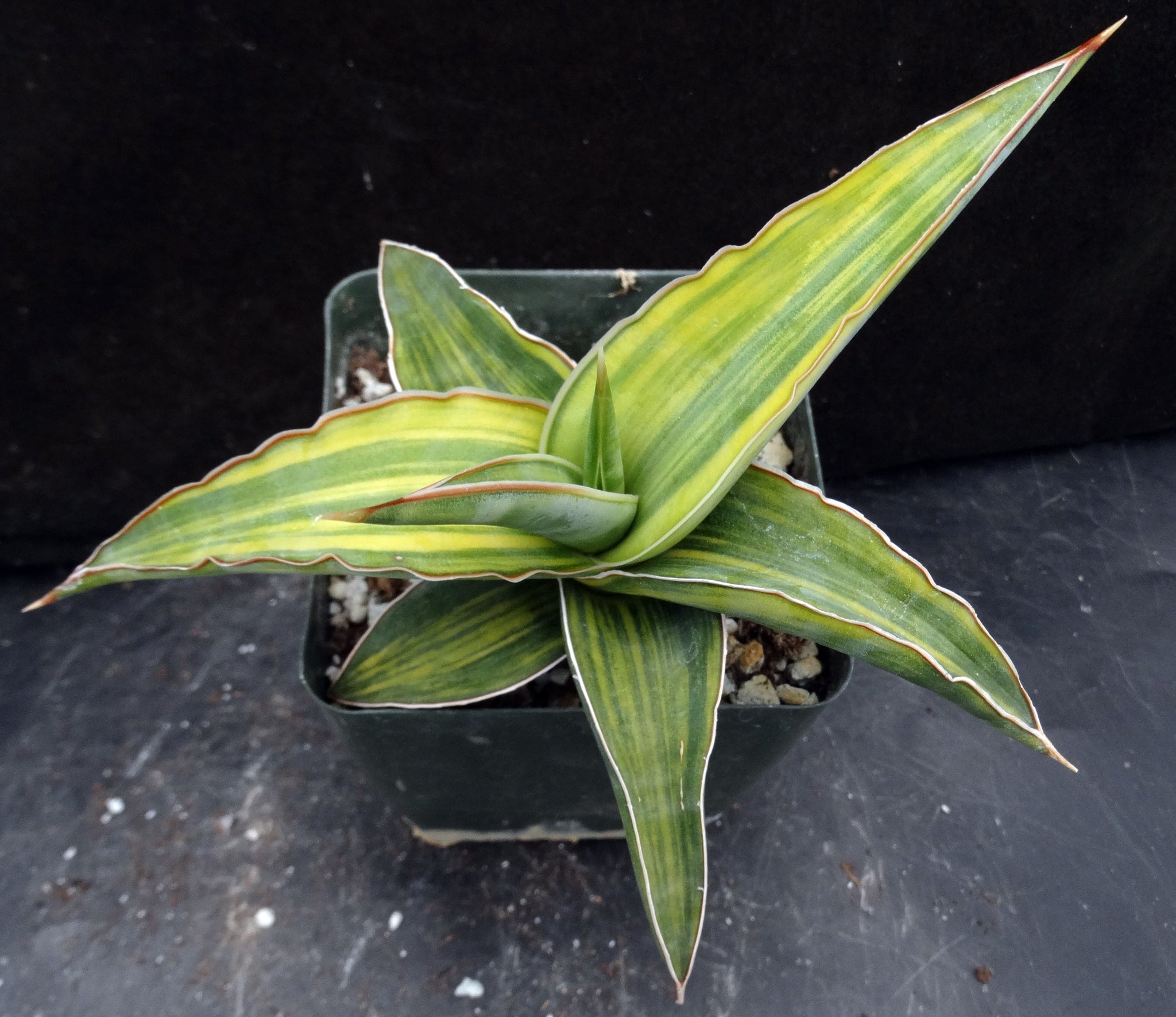sansevieria lavranos variegated Sansevieria 'Lavranos 23251 Variegated'