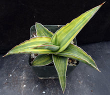 Load image into Gallery viewer, Sansevieria &#39;Lavranos 23251 Variegated&#39;
