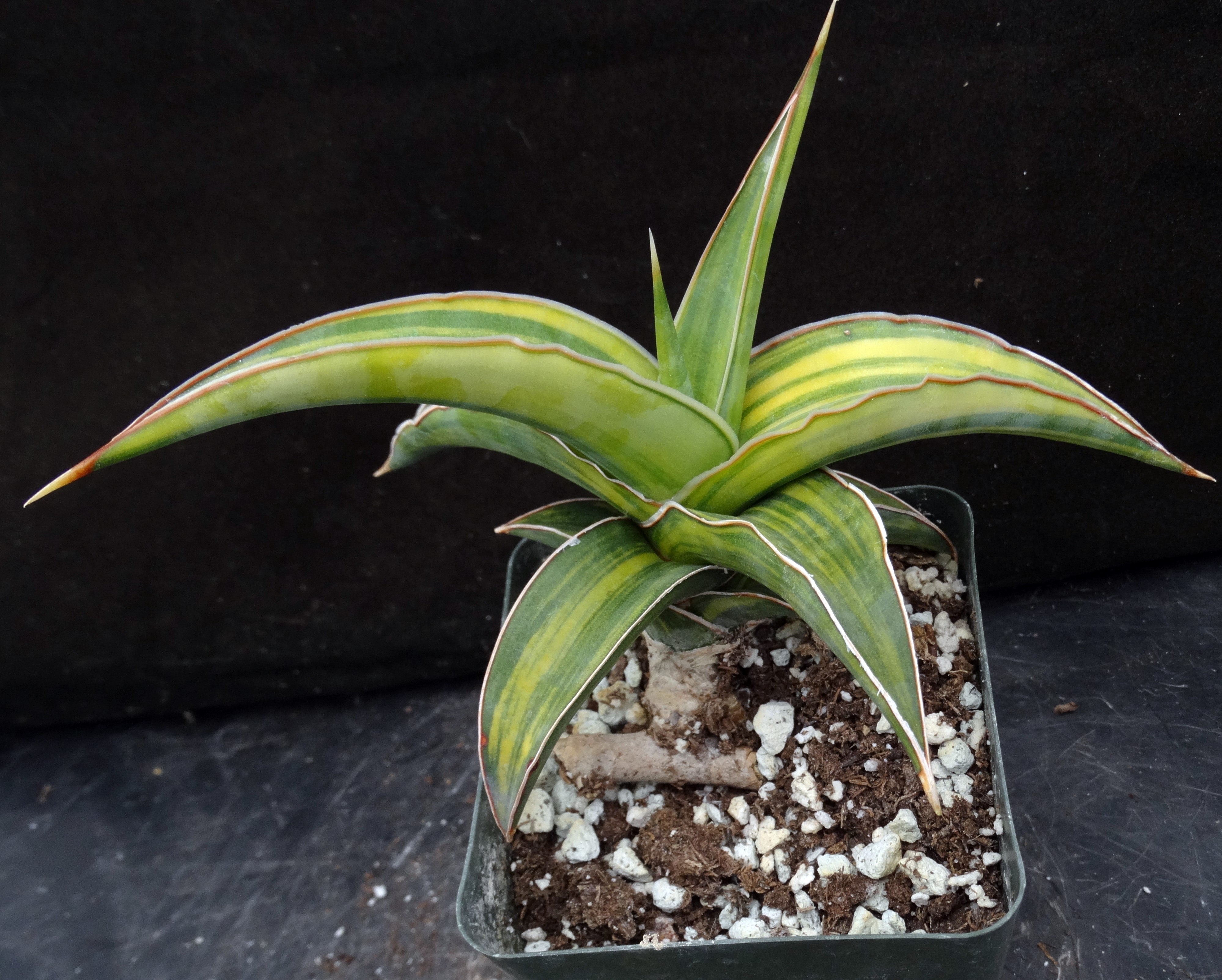 洋書 the splendid sansevieria The Splendid Sansevieria | International Sansevieria Society
