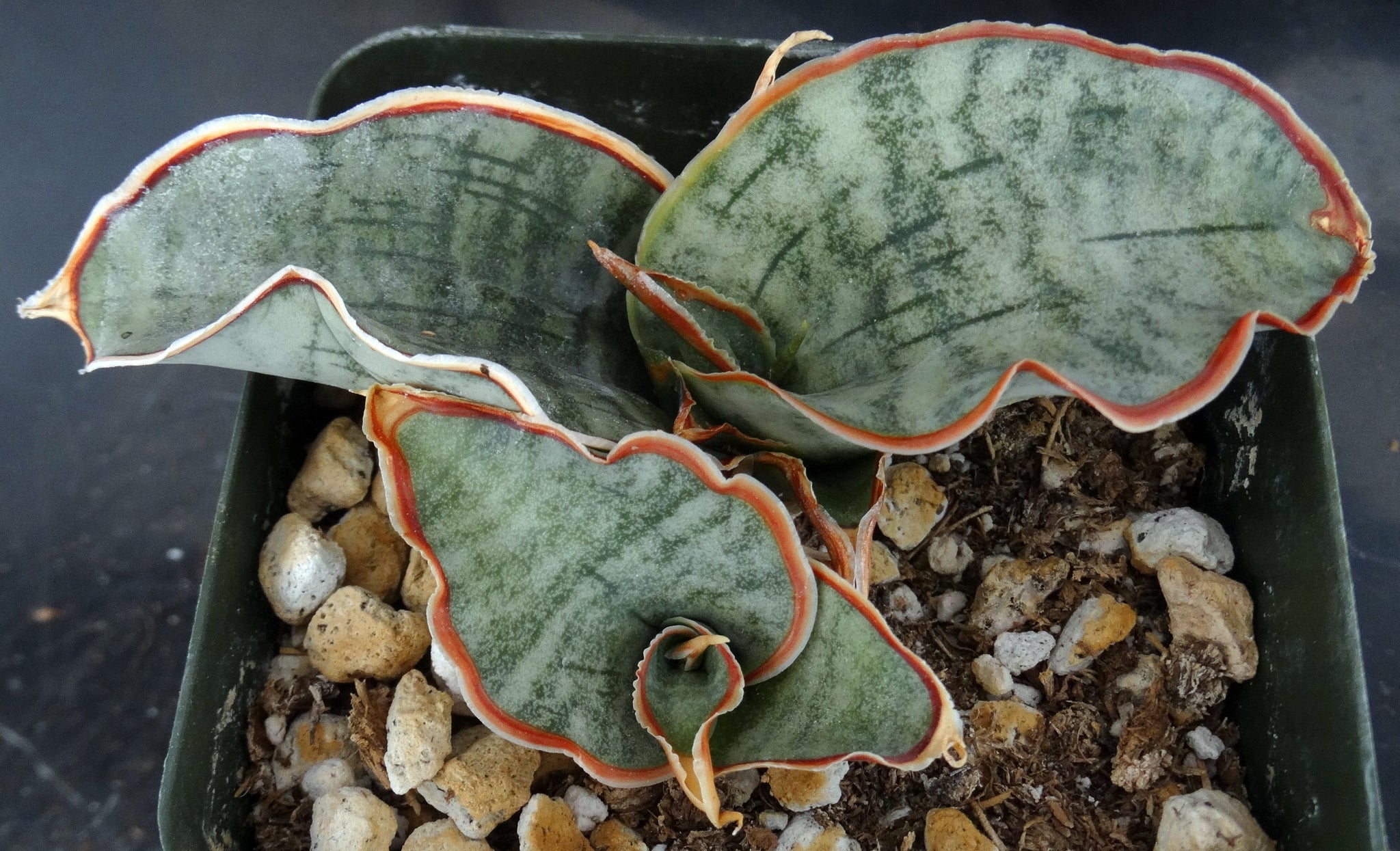 thick sansevieria Sansevieria kirkii 'Silver Blue' *Thick Blue-Green Leaves* – Kyle's Plants