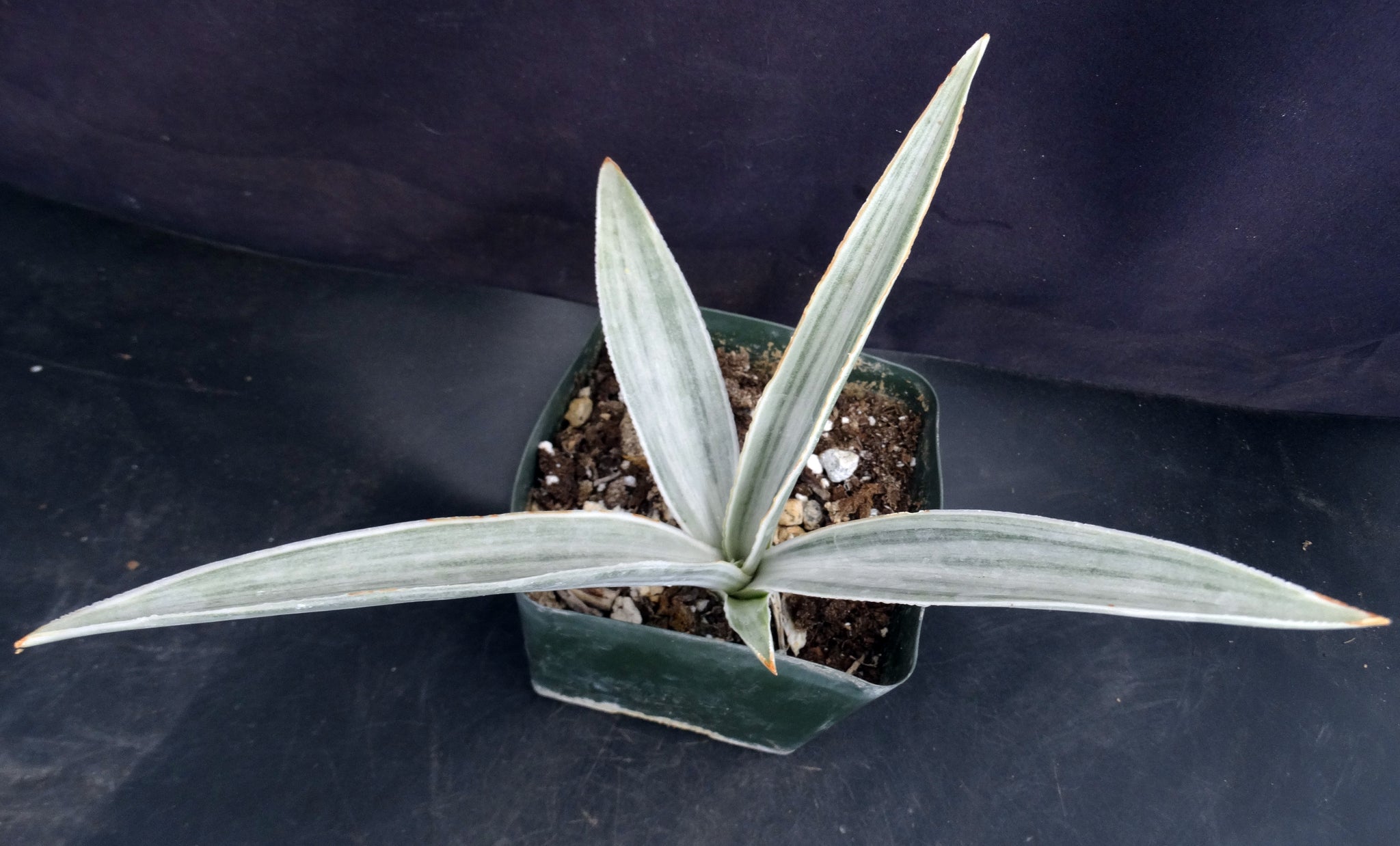 siam silver snake plant Sansevieria metallica 'Siam Silver'