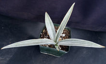 Load image into Gallery viewer, Sansevieria metallica &#39;Siam Silver&#39;
