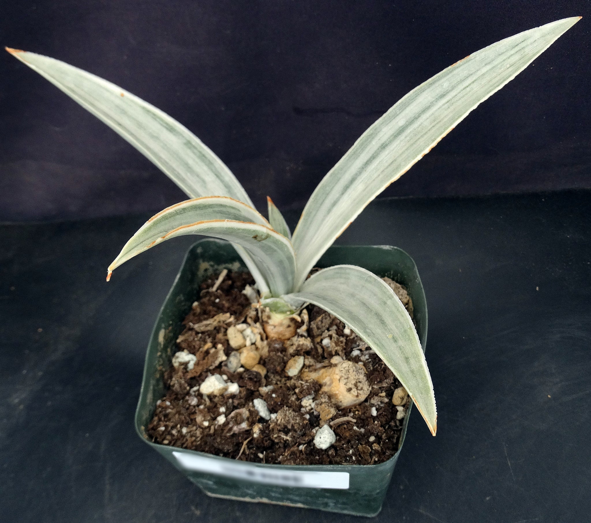 metallica sansevieria Sansevieria metallica 'Siam Silver'