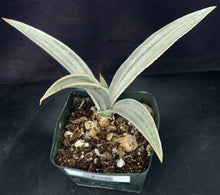 Load image into Gallery viewer, Sansevieria metallica &#39;Siam Silver&#39;
