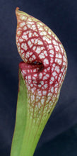 Load image into Gallery viewer, Sarracenia x &#39;Scarlet Belle&#39;
