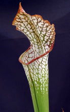 Load image into Gallery viewer, Sarracenia leucophylla *Bigger Plant!* 5 growing points
