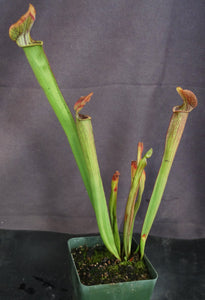 Sarracenia rubra ssp. rubra
