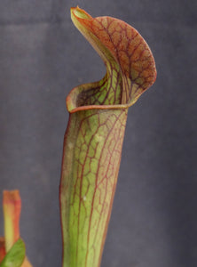 Sarracenia rubra ssp. rubra *Dormant Plants*