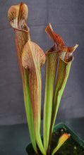 Load image into Gallery viewer, Sarracenia rubra ssp. rubra *Dormant Plants*
