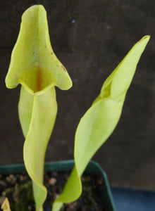Sarracenia x 'Carolina Yellow Jacket'