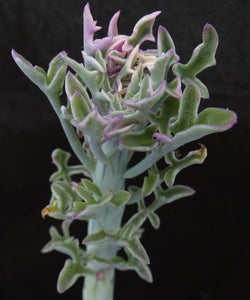 Senecio aristata 'variegata'