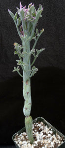Senecio aristata 'variegata' (B)
