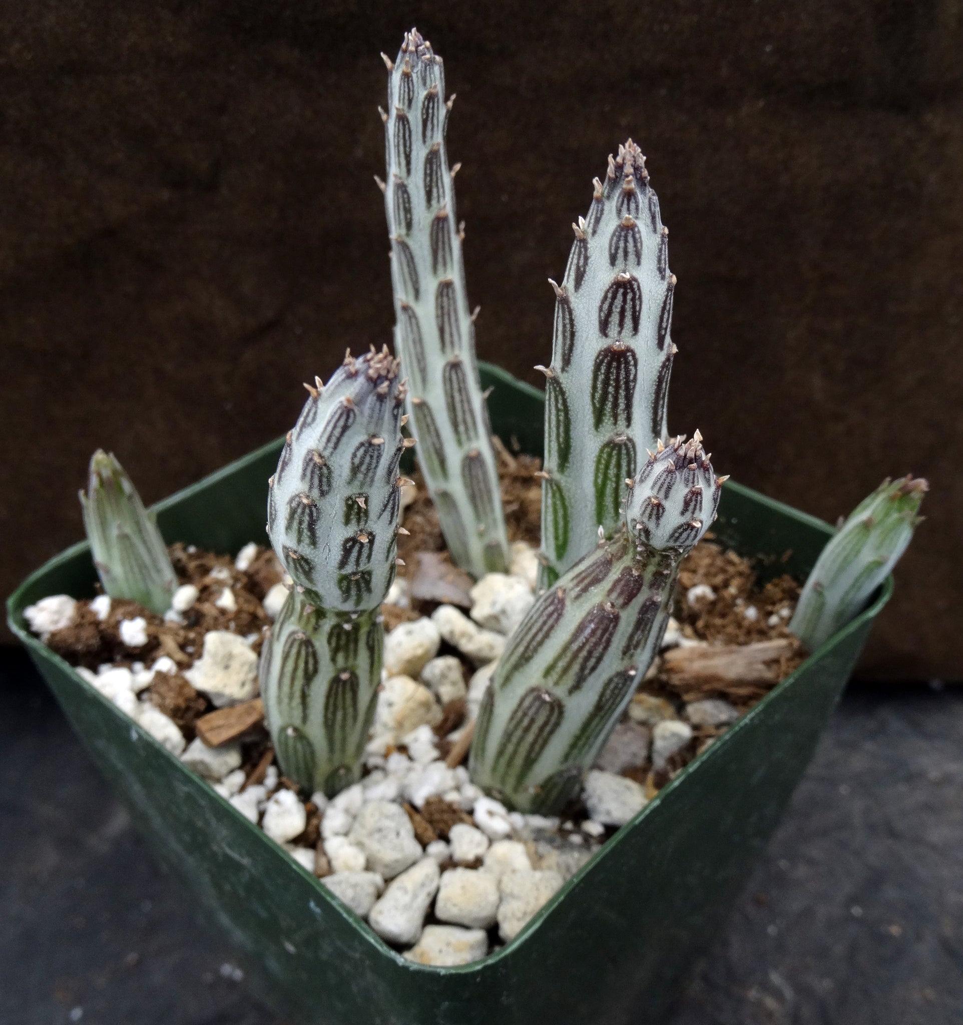 kilimanjaro succulent Senecio stapiliiformis cv. 'Kilimanjaro' – Kyle's Plants