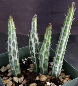 kilimanjaro succulent Senecio stapiliiformis cv. 'Kilimanjaro' – Kyle's Plants
