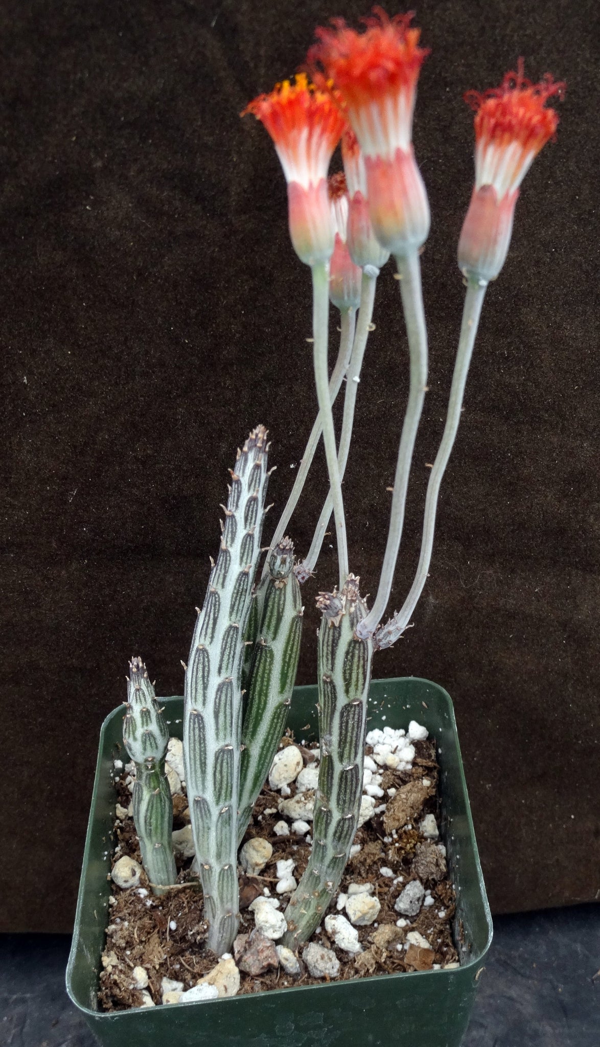 kilimanjaro succulent Senecio stapiliiformis cv. 'Kilimanjaro' – Kyle's Plants