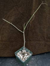 Load image into Gallery viewer, Seyrigia gracilis
