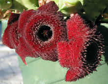 Load image into Gallery viewer, Huernia x &#39;Spiny Norman&#39;
