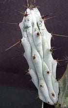 Load image into Gallery viewer, Stenocereus beneckei Spine form
