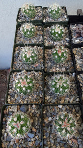 Stenocactus ochoterenanus