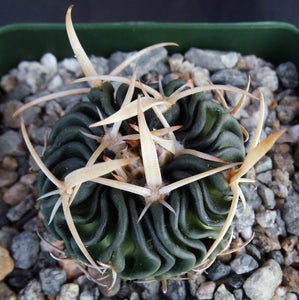 Stenocactus phyllacanthus v. violaciflorus *Wavy Ribs*