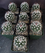 Load image into Gallery viewer, Stenocactus zacatecensis
