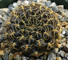 Load image into Gallery viewer, Sulcorebutia candiae &quot;Purple cactus w/ curly spines*
