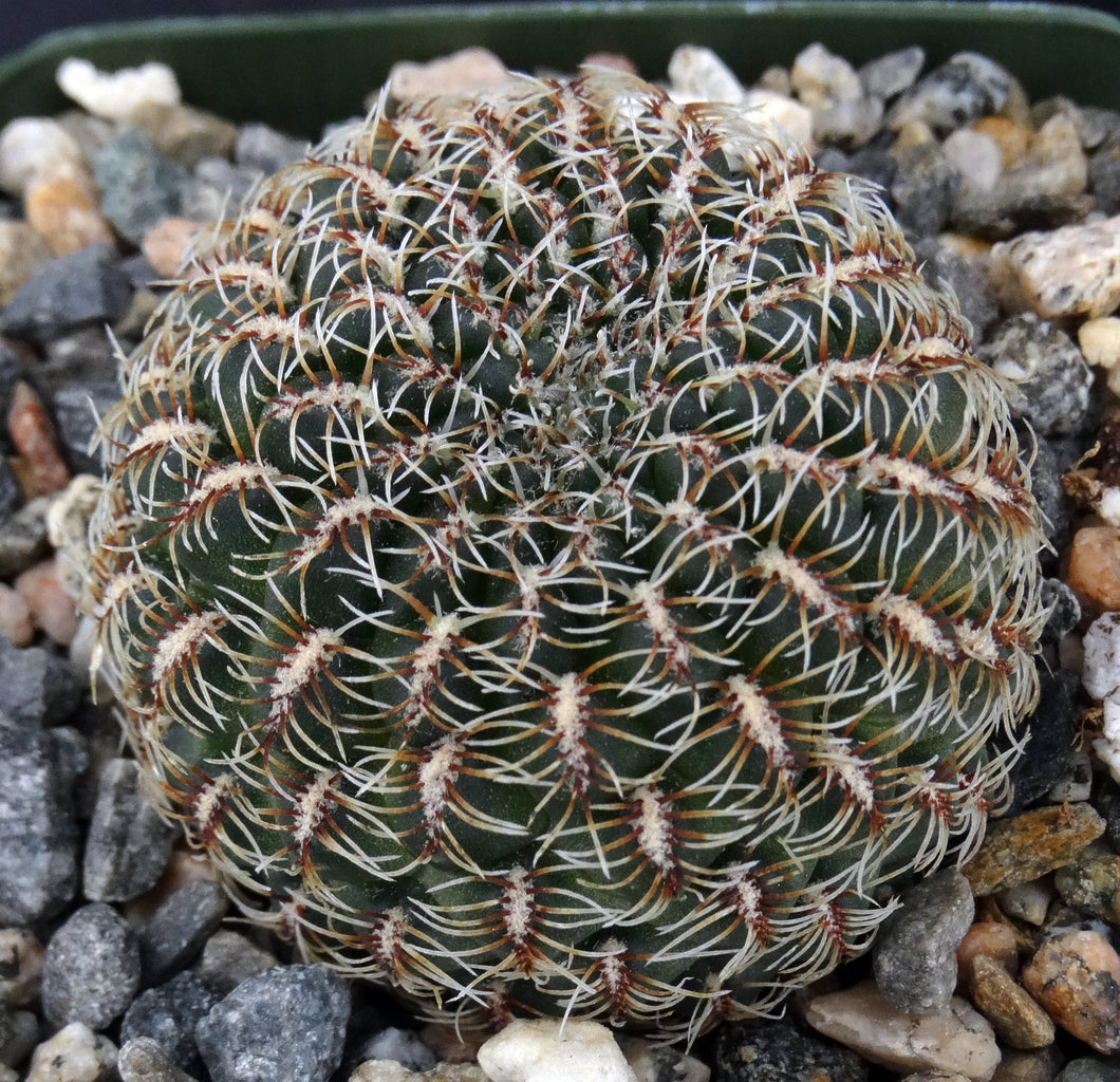 Sulcorebutia veronikae (B)