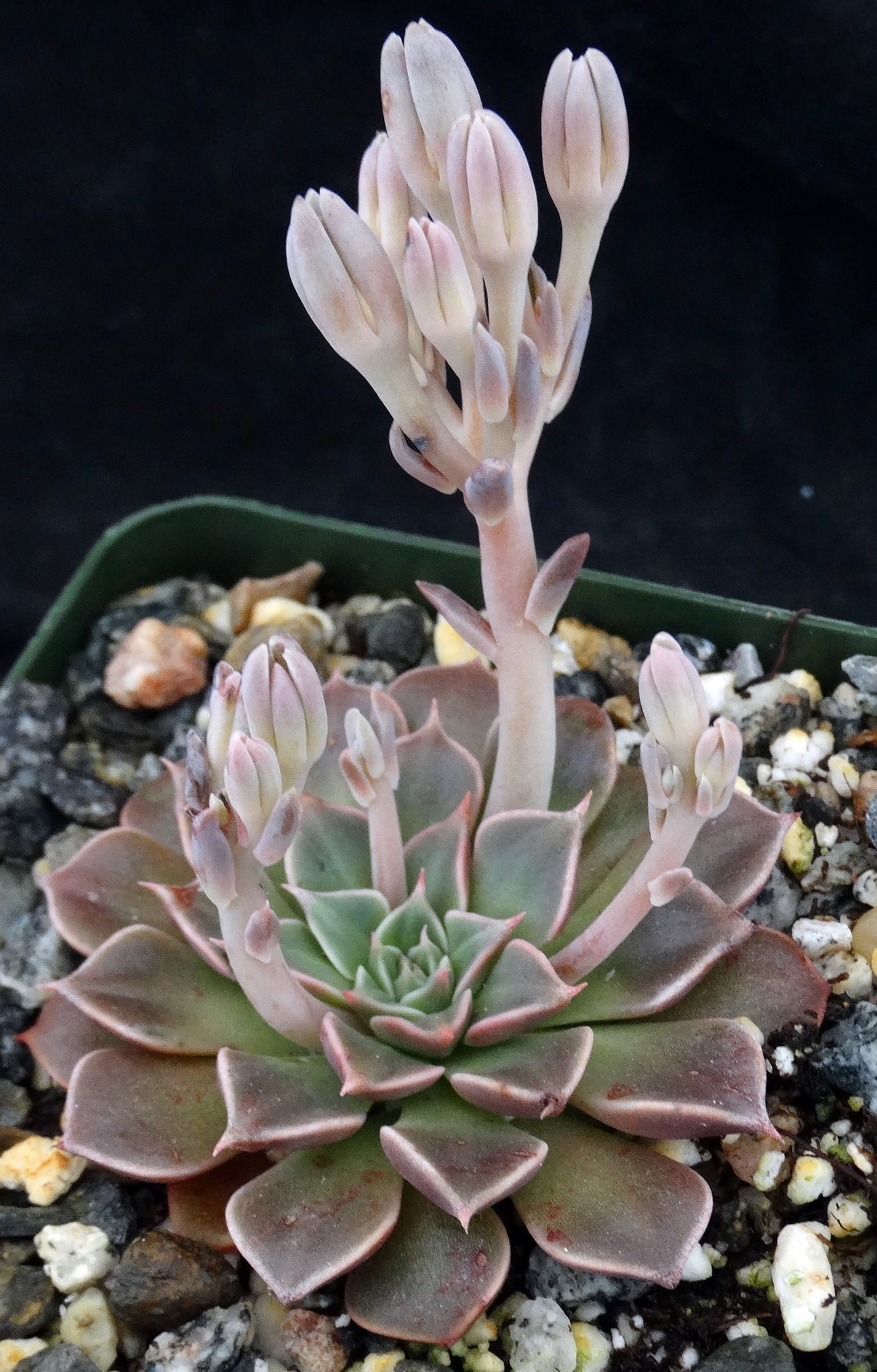 tacitus bellus succulent Tacitus bellus (Graptopetalum bellum) – Kyle's Plants