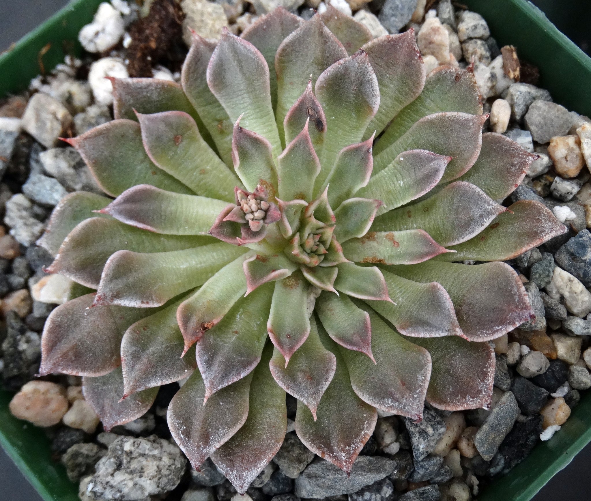 tacitus bellus succulent Tacitus bellus (Graptopetalum bellum) – Kyle's Plants