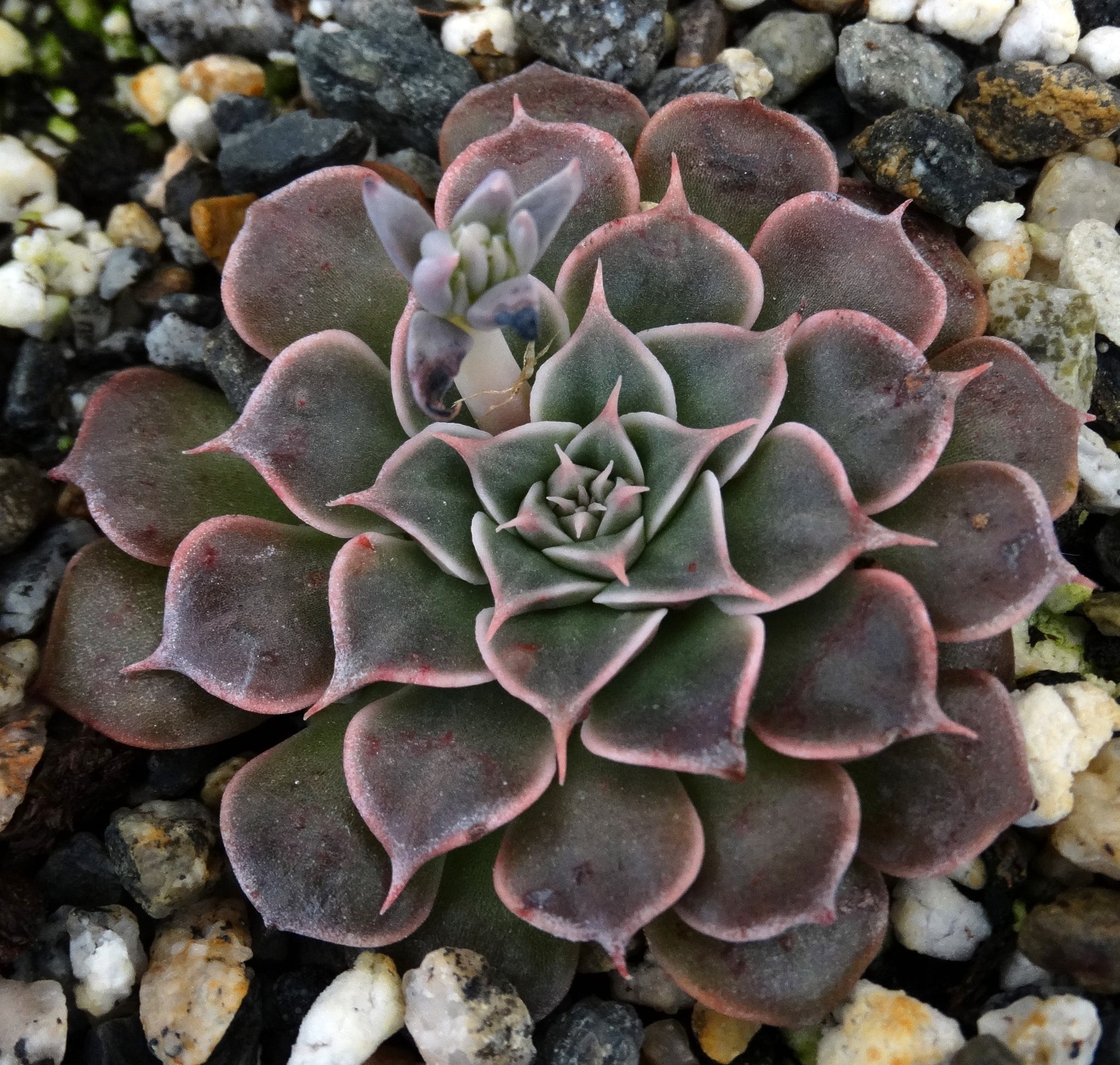tacitus bellus succulent Tacitus bellus (Graptopetalum bellum) – Kyle's Plants