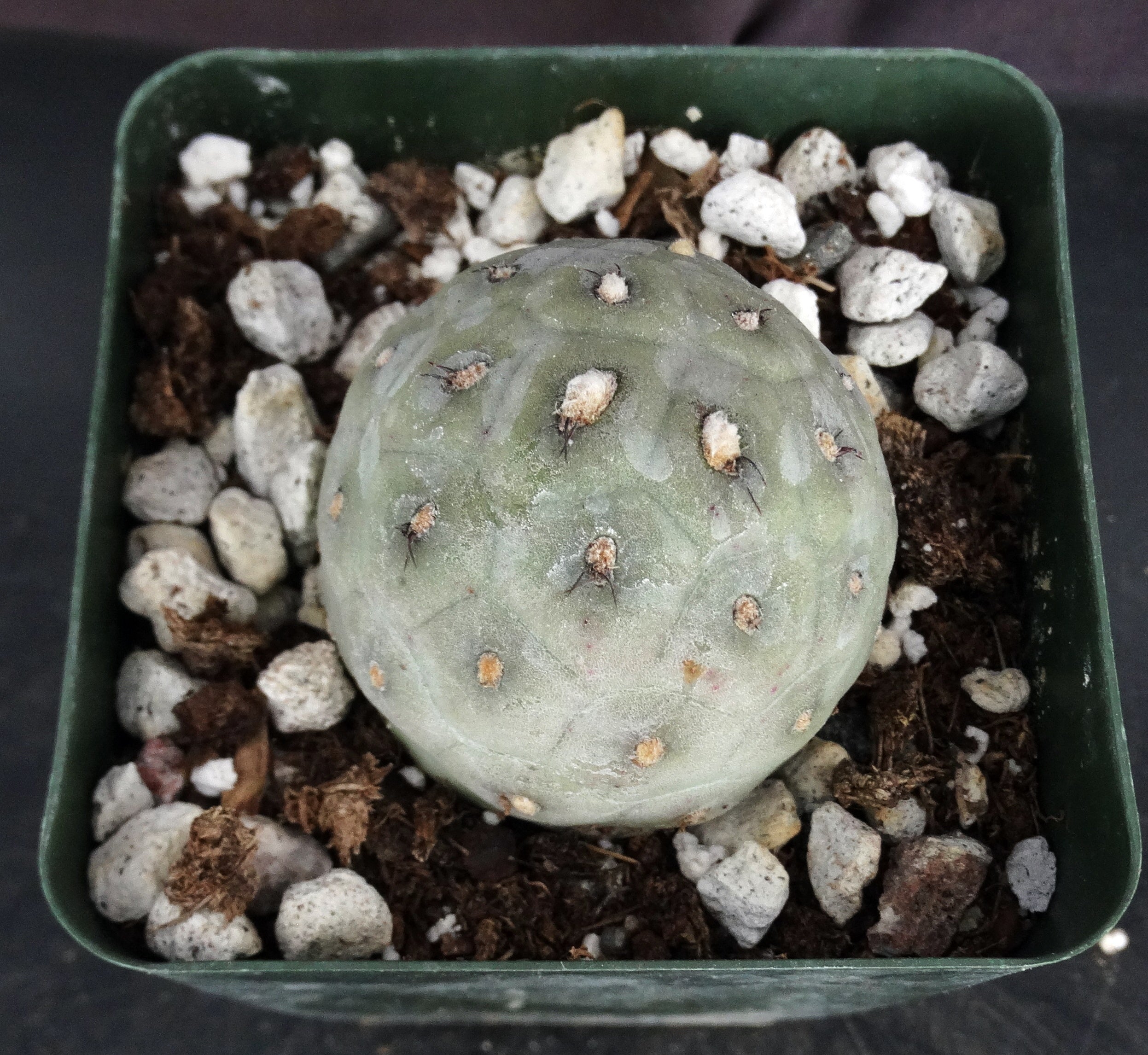 Tephrocactus geometricus – Kyle's Plants