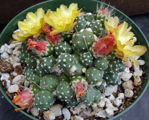 Cumulopuntia pentlandii (Tephrocactus) *Miniature Ball Shape Cactus*
