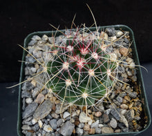 Load image into Gallery viewer, Thelocactus bicolor
