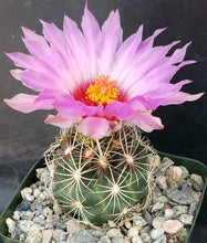 Load image into Gallery viewer, Thelocactus buekii
