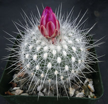 Load image into Gallery viewer, Thelocactus macdowellii
