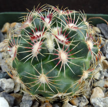Load image into Gallery viewer, Thelocactus schwarzii
