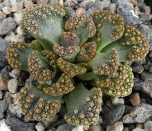 Load image into Gallery viewer, Titanopsis calcarea
