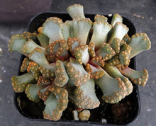 Load image into Gallery viewer, Titanopsis hugoschlecteri
