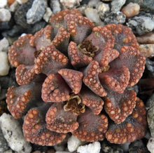 Load image into Gallery viewer, Titanopsis hugoschlecteri
