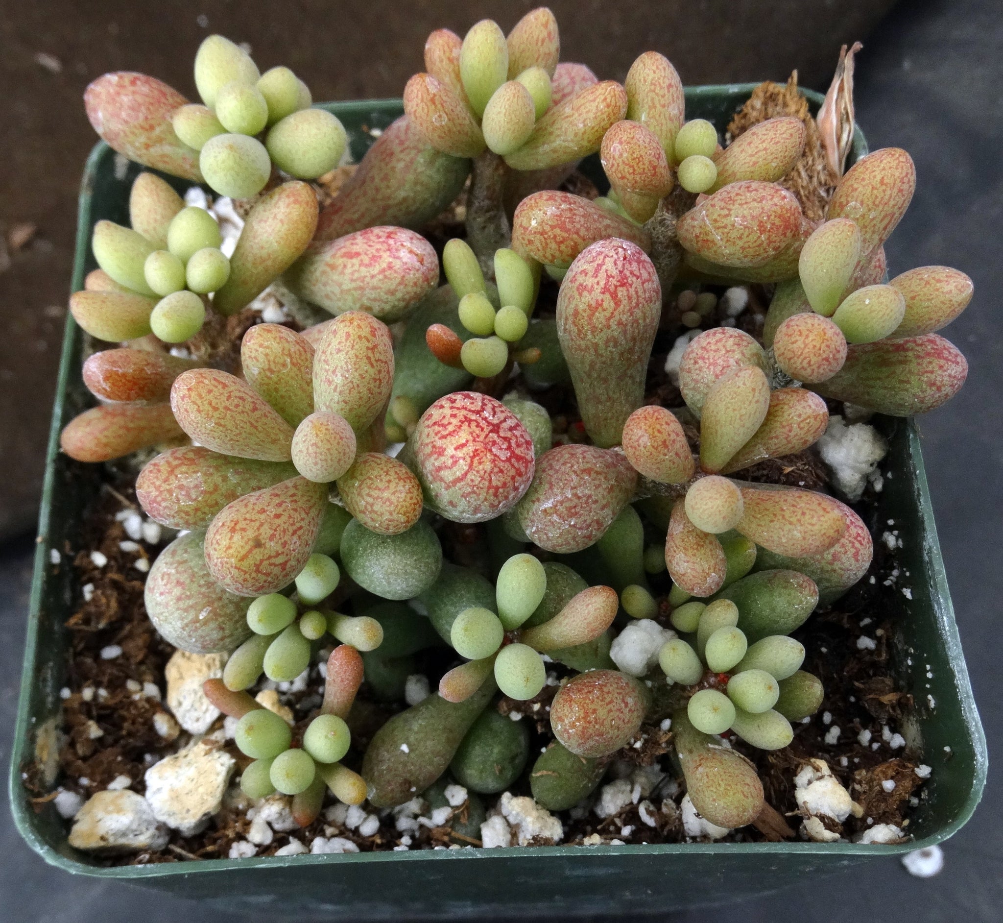 fairy tale plant succulent Tylecodon schaeferianus *Jelly Bean Leaves* – Kyle's Plants